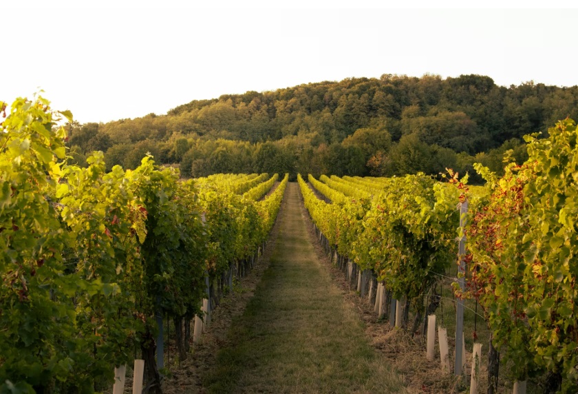Tuscan vineyard at sunset