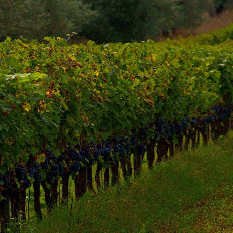 Wine home